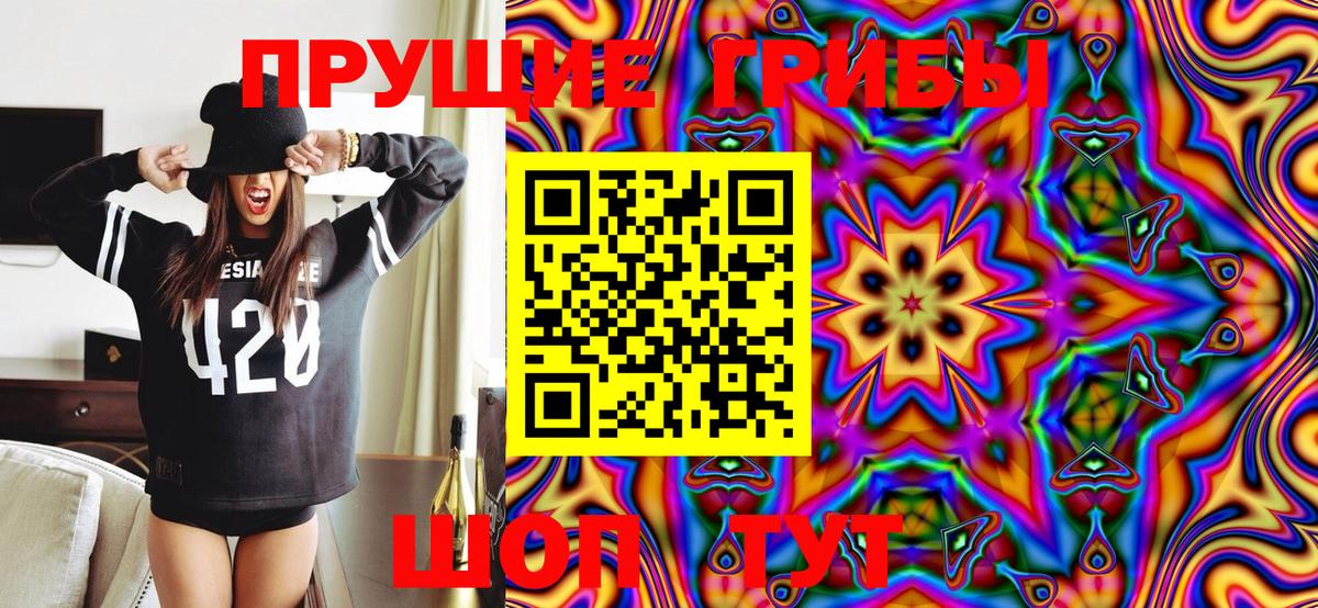 Псилоцибиновые грибы Psilocybe Тутаев
